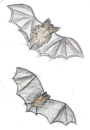 bat2
