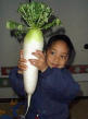 daikon with a girl for scale