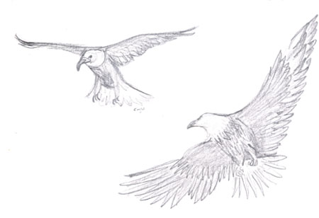eagle1