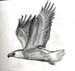 eagle2