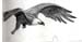 eagle3