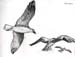 seagulls1
