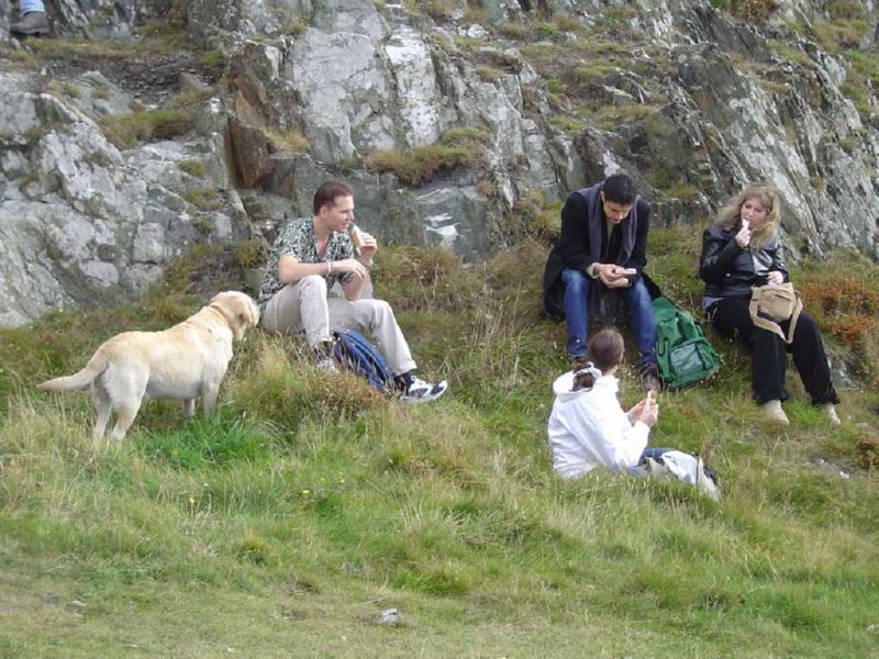Begging Dog