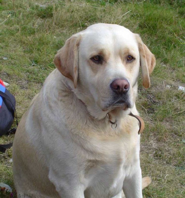 Guide Dog