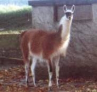 Llama