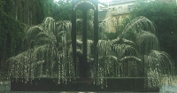 Tree Of Life
