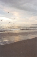 Pacific Dusk