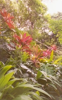 Flora