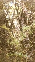 Forest Path