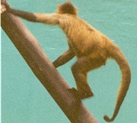 Spider Monkey