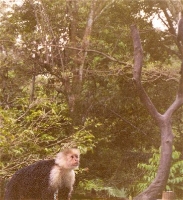 White Faced Monkey