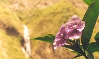 Orchid Waterfall