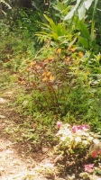 Orchids