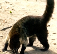 Ant Eater