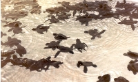 Bady Turtles