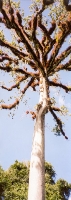 National Tree