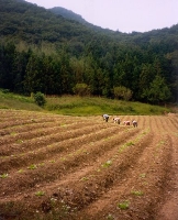 Rural Labour