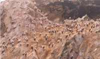Balleatas Birds