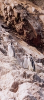 Humbolt Penguins