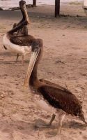 Pelicans