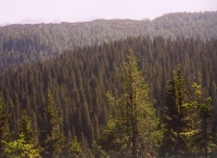 Pine Forest