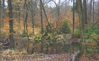 Forrest Reflective