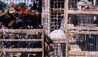 Bird Souq