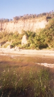 Sea Weed
