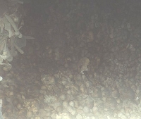 Bones3