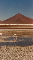 Flamingos