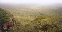 Jungle Of No Return