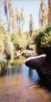 Desert Oasis