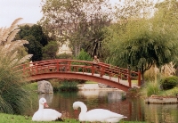 Japanese Gardens
