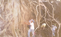 Climbing Under Tree