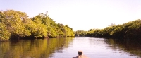 Mangrove Swamp