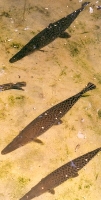 Ugly Fish