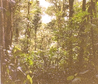 Cloud Forest