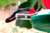 Hummingbird