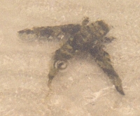 Ray Fish