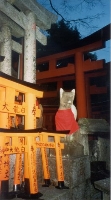 Guardian Foxes