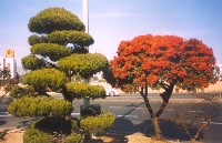 Bonsai