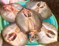 Fresh Fish I Think