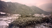 Winter Scene