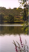 Wine Region