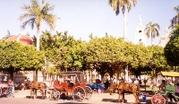 Horse Caridges