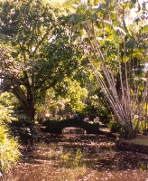 Swamp