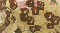 Food That Wobbles