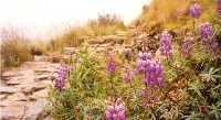 Orchids On Inca Trail