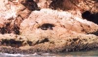 Sea Lion Sun Bather