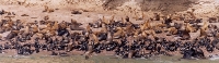 Sea Lions
